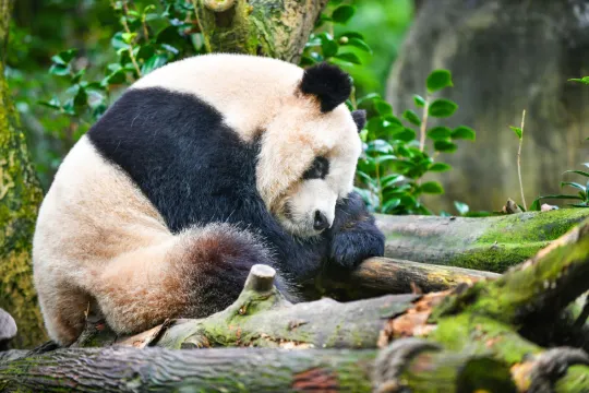 澳門大熊貓館大熊貓