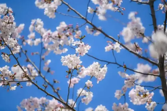 名古屋櫻花2025