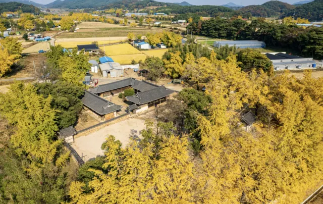 충남 단풍 명소 청라은행마을
