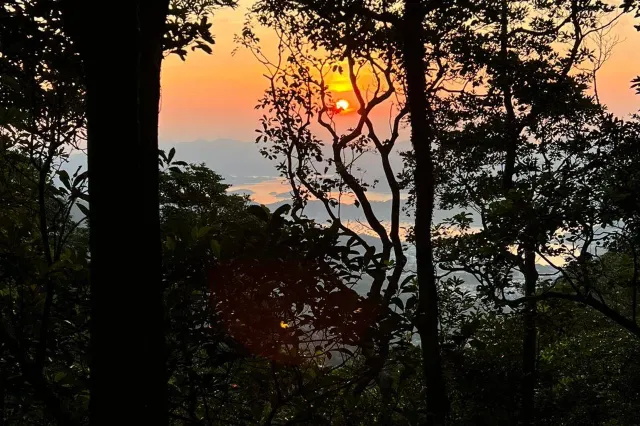 東洋山山徑樹林間的日落