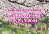 Embracing the Wonders of Sakura Season Japan 2024