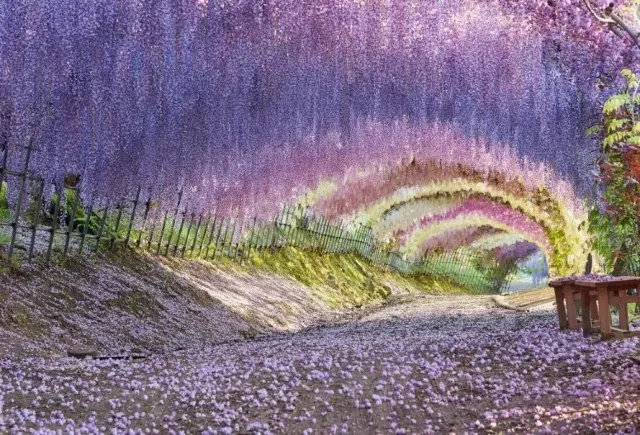 紫藤花