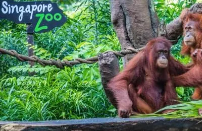 Visiting Singapore zoo: A real treat for wildlife lovers