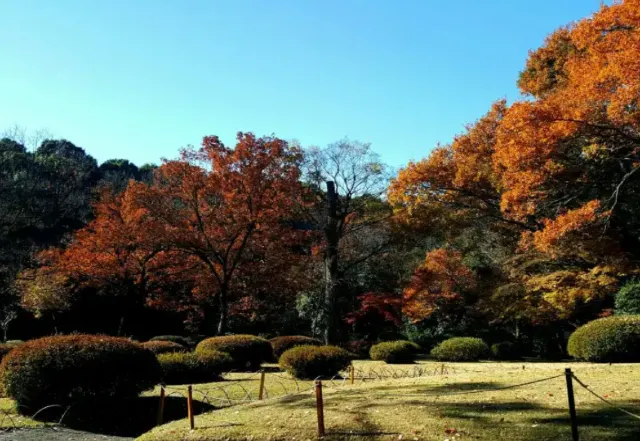 関東紅葉2025