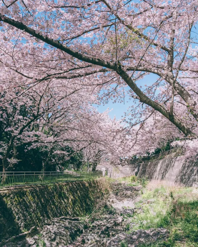 櫻花