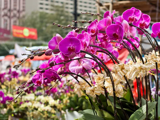 農曆新春花市