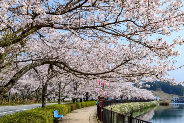 上野桜まつり