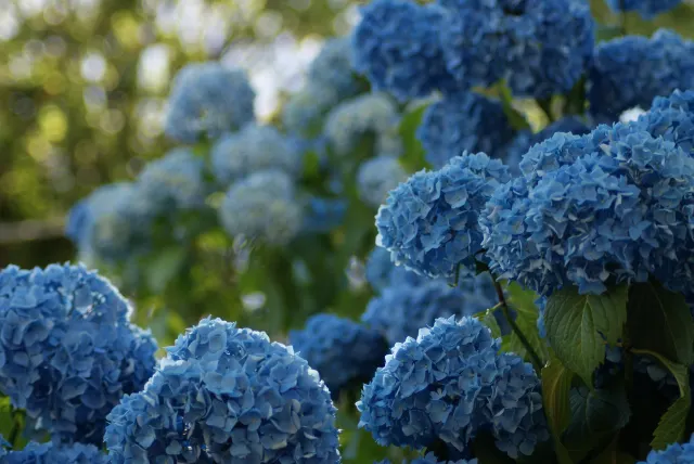 繡球花