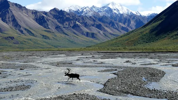 A caribou in Denali National Park