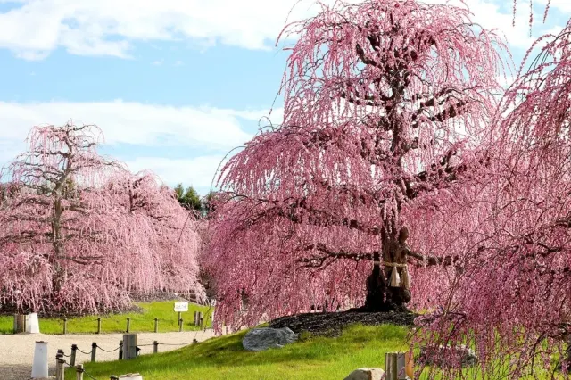 三重:鈴鹿之森庭園