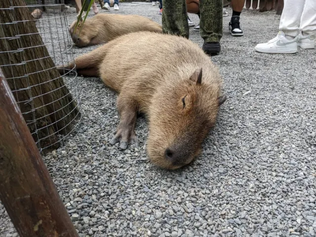 宜蘭縣員山鄉湖西村學田路261號