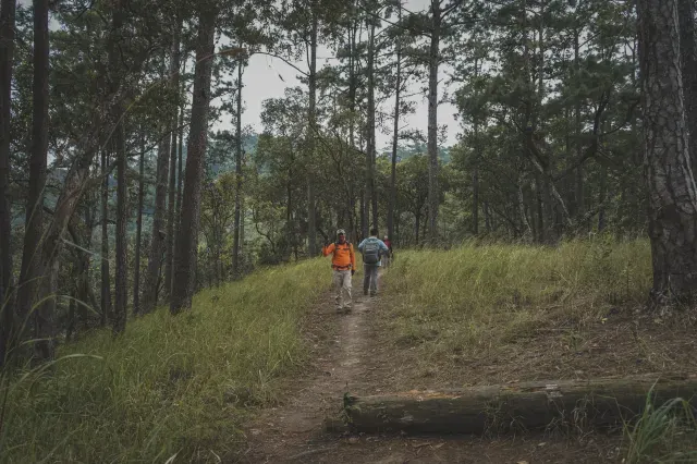 ดอยหลวงเชียงดาว