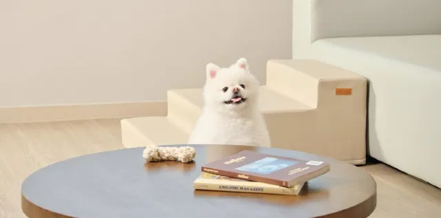 평창 애견호텔