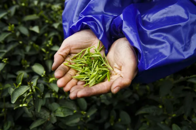 Hangzhou China Meijiawu Tea Village freshly picked tea leaves of longjing