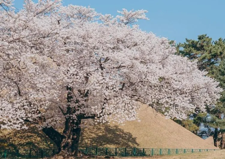 뚜벅이 경주 기차여행 KTX 경주 총정리