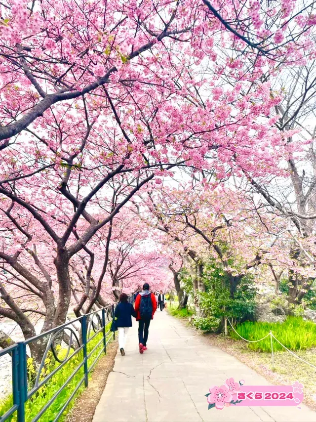 河津桜の紹介
