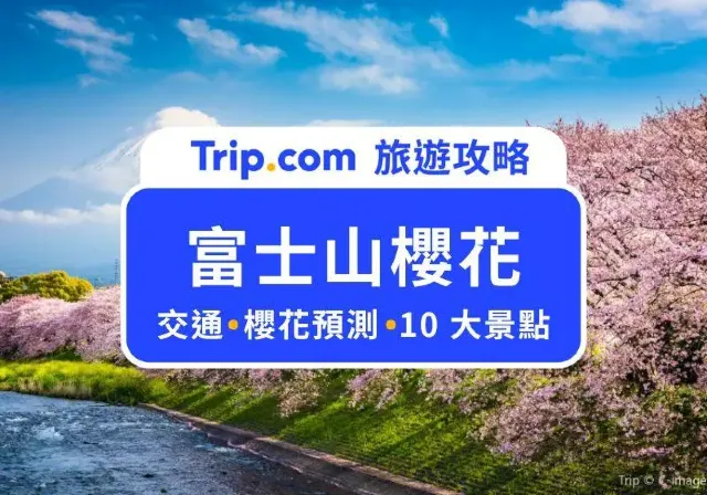 富士山櫻花