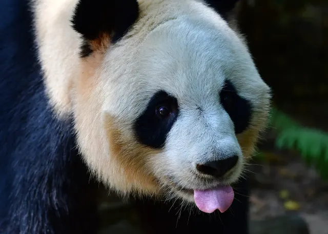 深圳野生動物園—熊貓