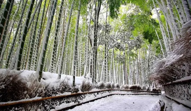 竹林小径