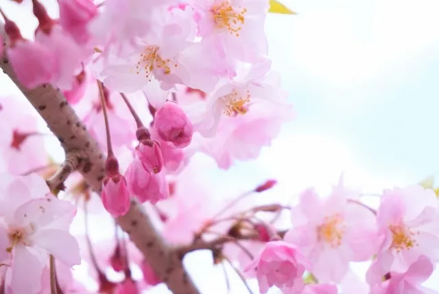 春のイベント