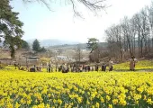 2024 서산유기방가옥 수선화 축제, 나만 알고 싶은 봄꽃 명소