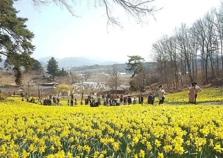 2024 서산유기방가옥 수선화 축제, 나만 알고 싶은 봄꽃 명소