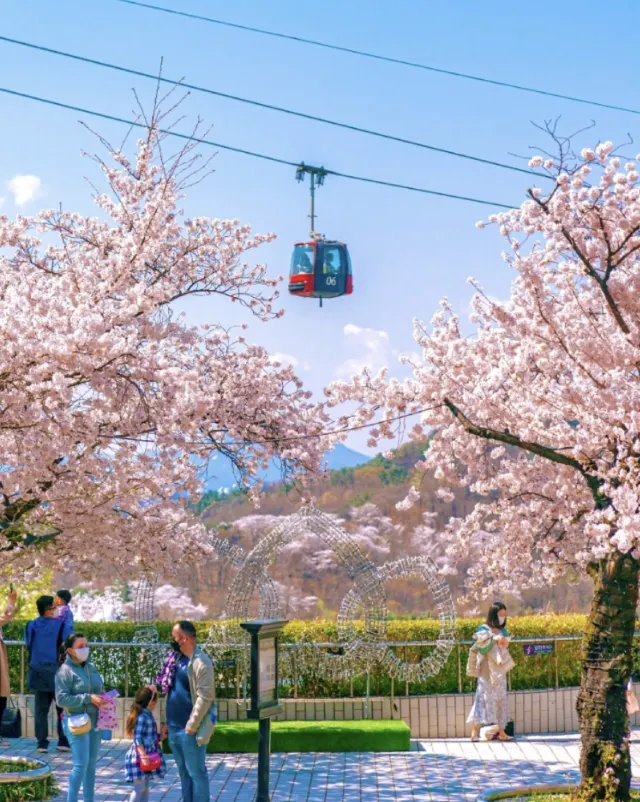 2025 대구 이월드 벚꽃