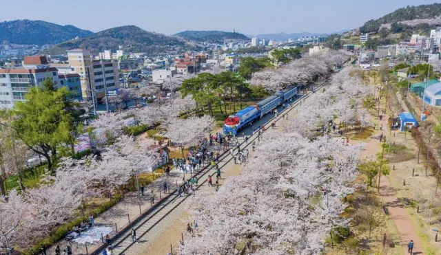 진해군항제 경화역