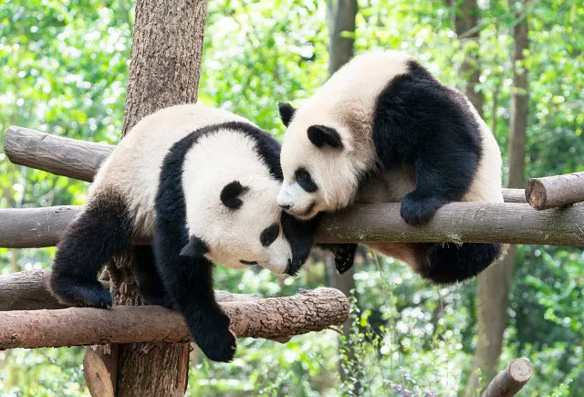 Chengdu china giant panda base two pandas playing
