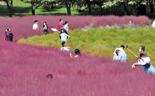 핑크뮬리 시기, 서울 올림픽공원