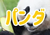【パンダがいる動物園2025】日本でパンダがいる動物園は全国に1ヵ所のみ!上野動物園特徴や見どころ&和歌山パンダ返還理由徹底解説!
