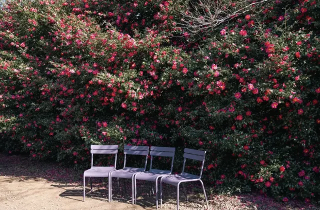 제주도 가볼만한 곳 동백