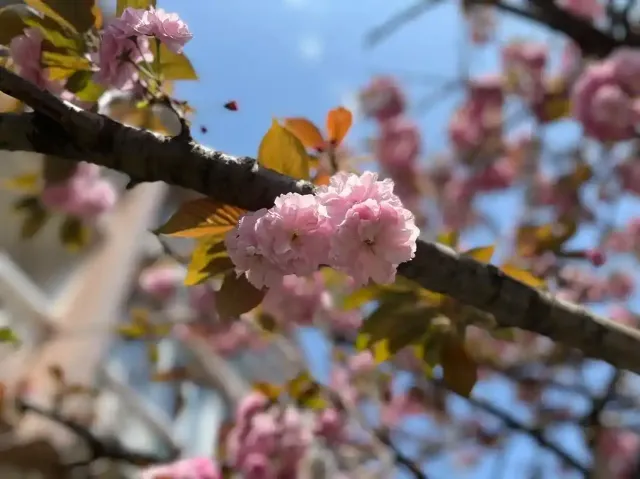 名古屋櫻花2025