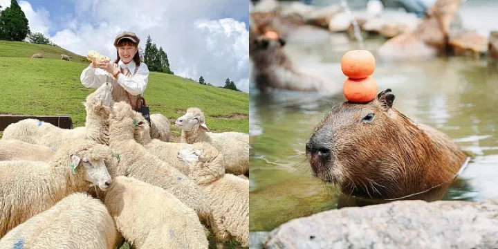 今夜星辰休閒農場