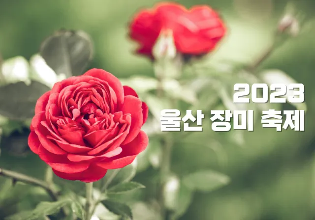 울산 장미 축제 정보
