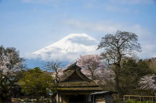 忍野八海