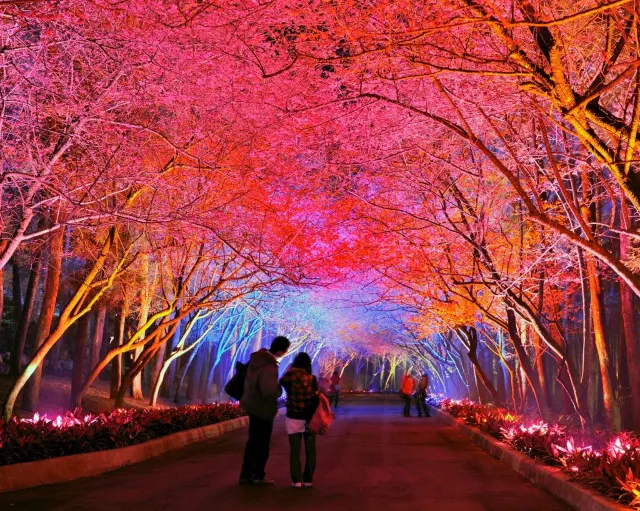 九族櫻花季活動 台灣第一夜櫻