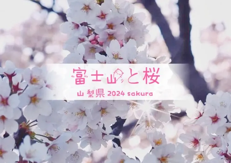 桜☆2024年厳選☆今、見るべき絶景の富士山と桜🌸いま、山梨県へ行こう☆