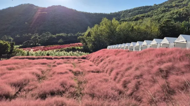 고창 꽃객프로젝트
