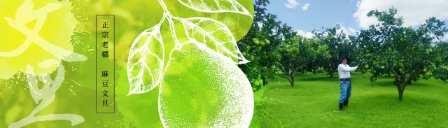 台南麻豆區文旦園
