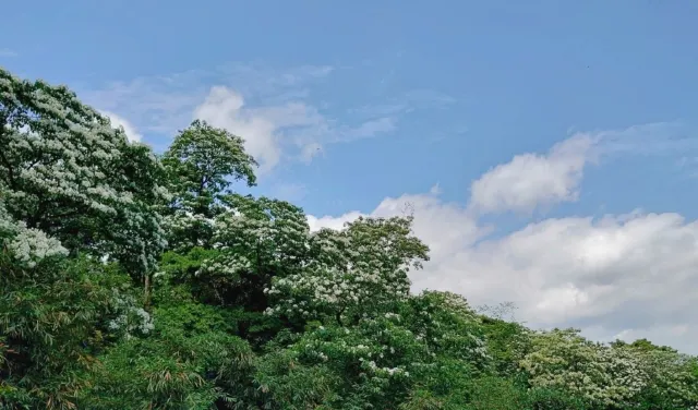 桐花花況