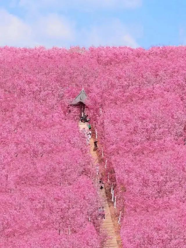 名古屋櫻花2025