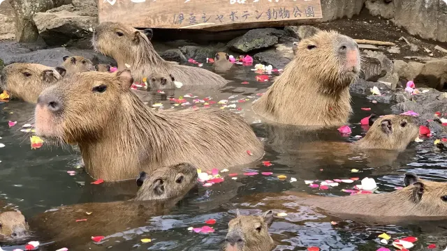 伊豆カピバラ温泉2025