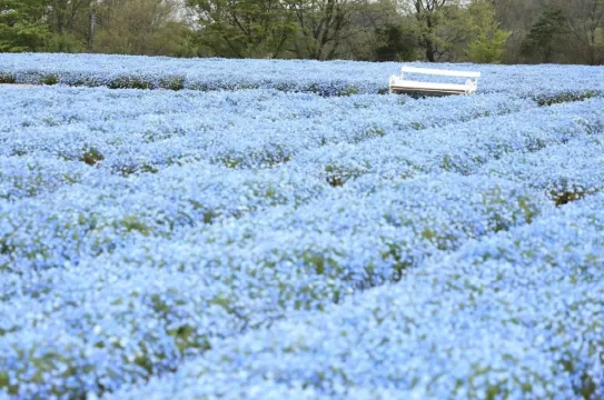Flower village 花夢の里