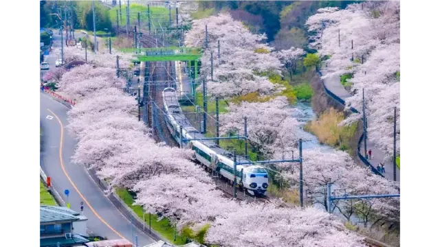 山中渓の桜