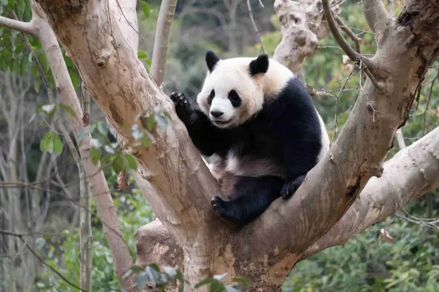 Dujiangyan China Giant Panda Garden