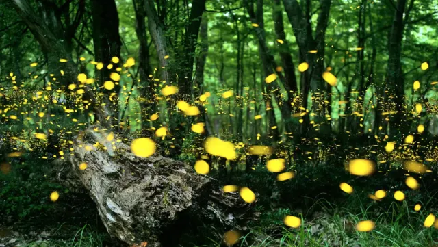 필리핀 보홀 반딧불이 투어