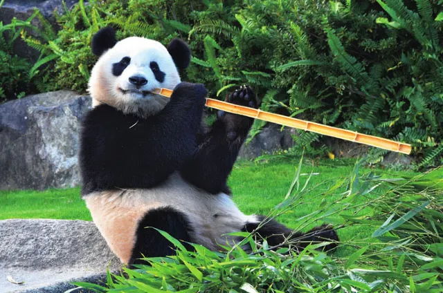 パンダがいる動物園2025