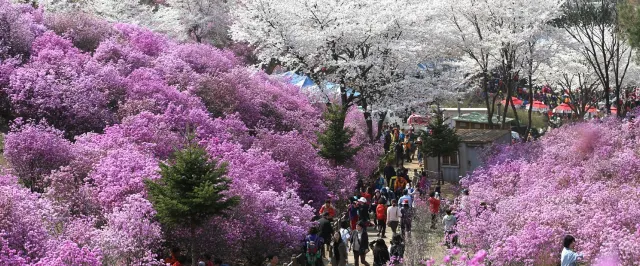 봄꽃축제, 부천 원미산 진달래 축제