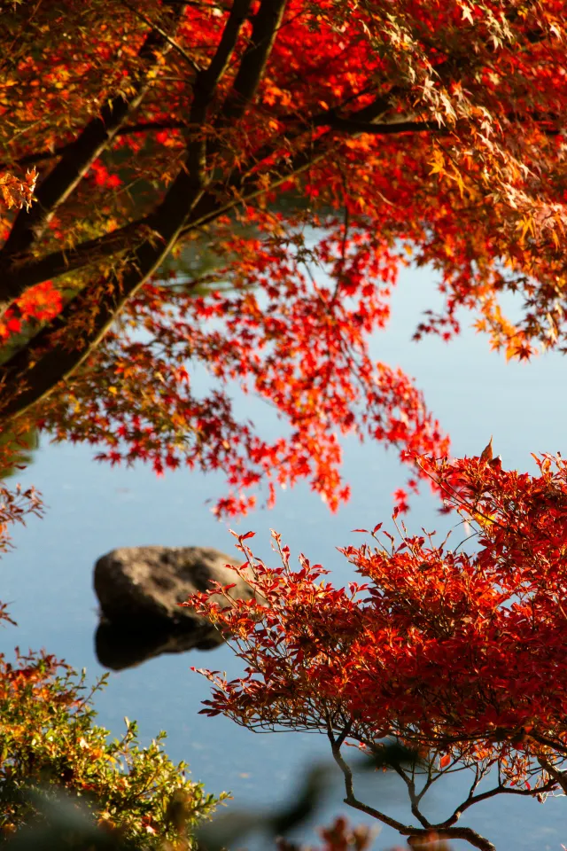 內藏山楓葉